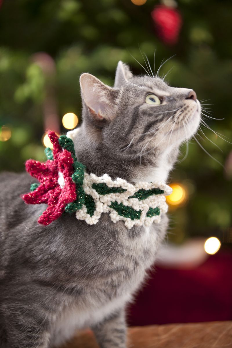 Cat holiday collars hot sale